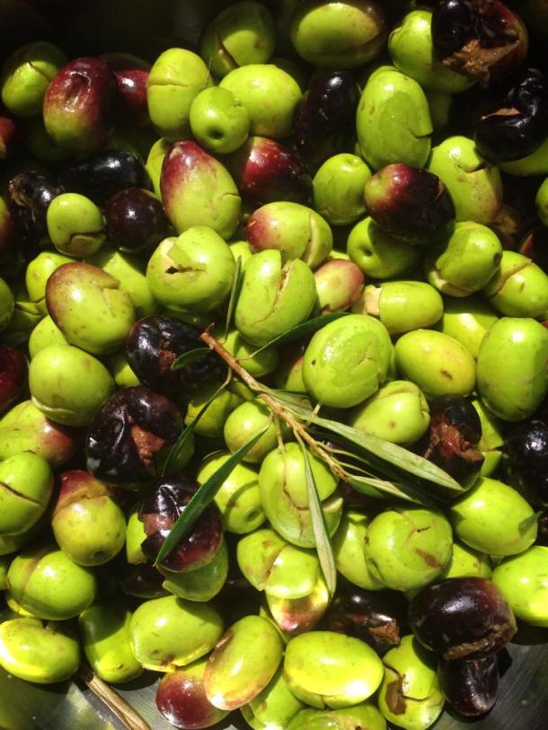 Crushed olives ready to be soaked in water
