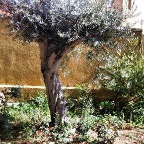 Olive pickling and memory&nbsp;picking