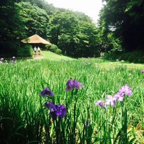 The Love Song of the Forest For the&nbsp;Field
