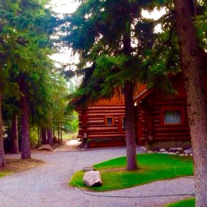 of course the&nbsp;trees