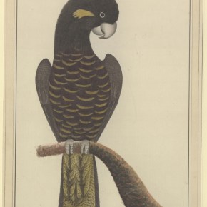 Calyptorhynchus funereus    (Yellow-Tailed Black&nbsp;Cockatoos)