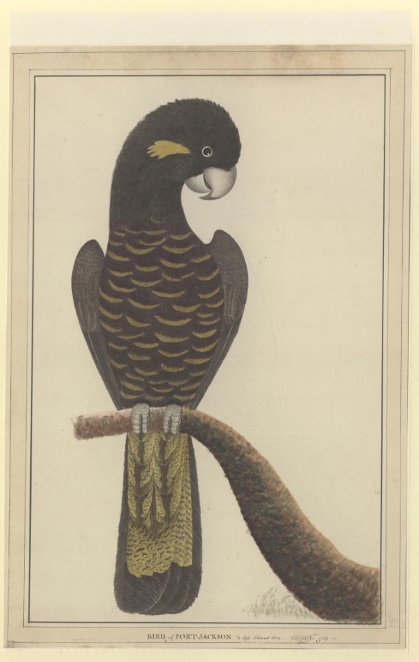 A painting by George Raper (1769-1797) Watercolour, 1789 from The Natural History Museum, London.