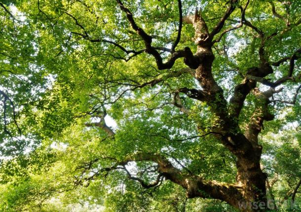 large-tree-with-green-leaves