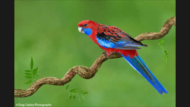 Photo by Australian photographer Greg Oakley. http://www.gregoakleywildpix.com/