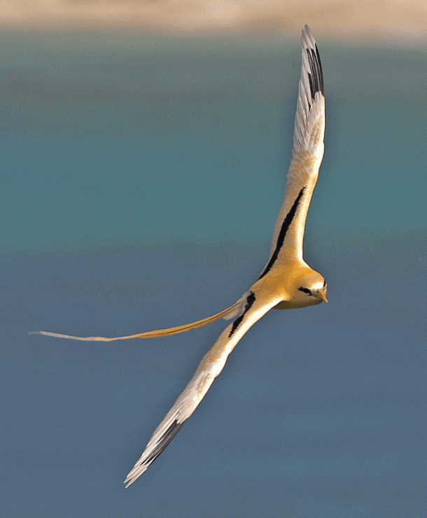 Golden Bosun. Photograph © Max Orchard